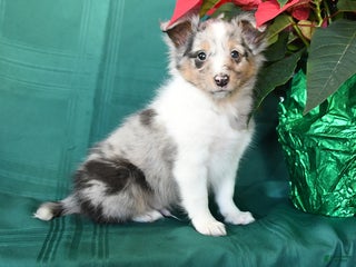 Shetland Sheepdog dogs Koby - Ad 20