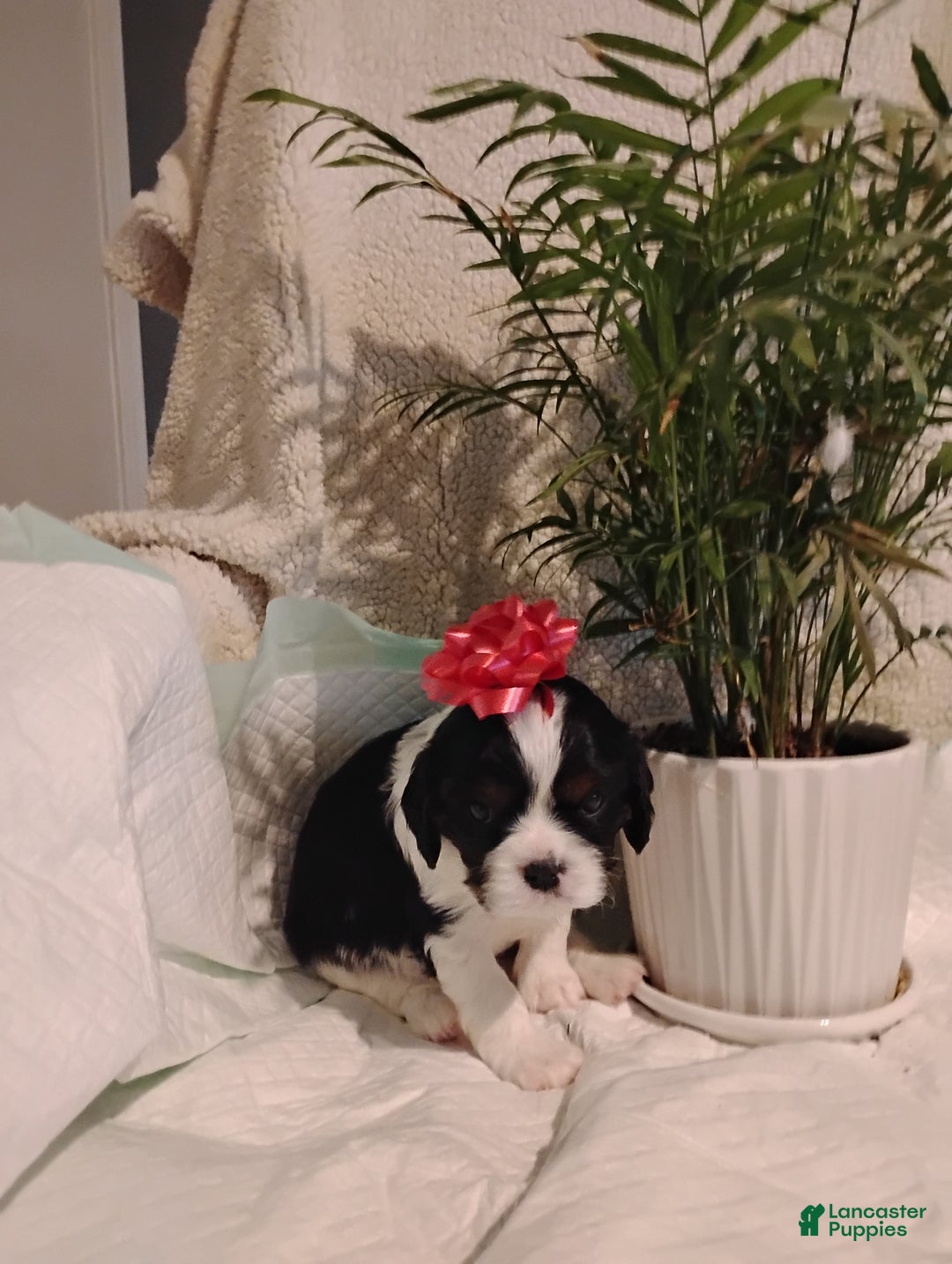 Cavalier King Charles Spaniel dogs for sale: Rhoda -Cavalier King Charles Spaniel Puppy 3 - Ad 2