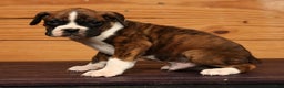 Boxer dogs for sale: Cloudy - Ad 3