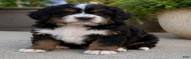 Penny