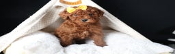 Miniature Poodle dogs for sale: BUDDY - Ad 10