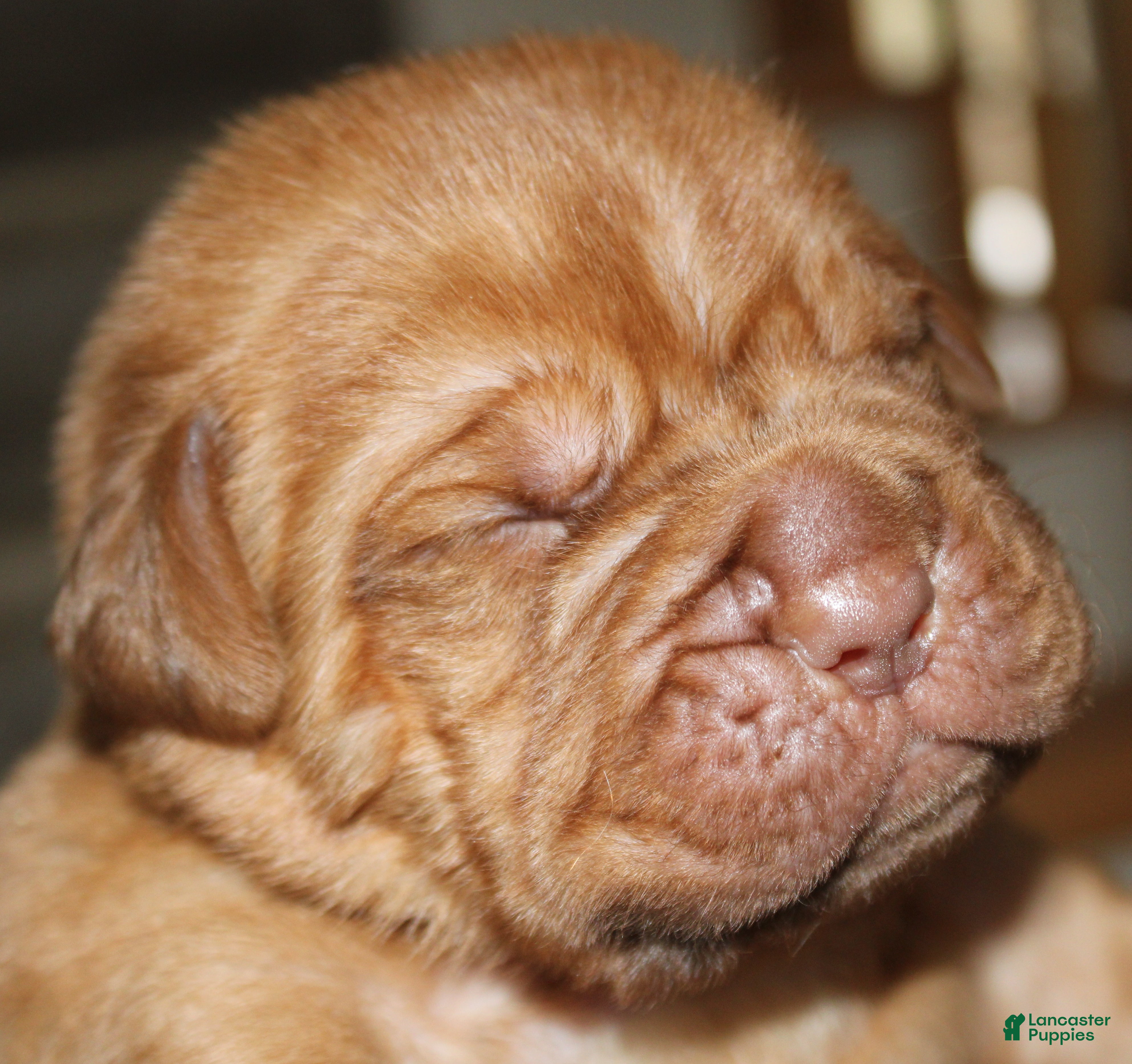 Dogue De Bordeaux dogs Dogue De Bordeaux Puppy 3 - Ad 7
