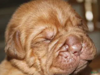 Dogue De Bordeaux dogs Dogue De Bordeaux Puppy 3 - Ad 1