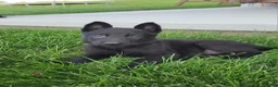 German Shepherd dogs for sale: Rose - Ad 1