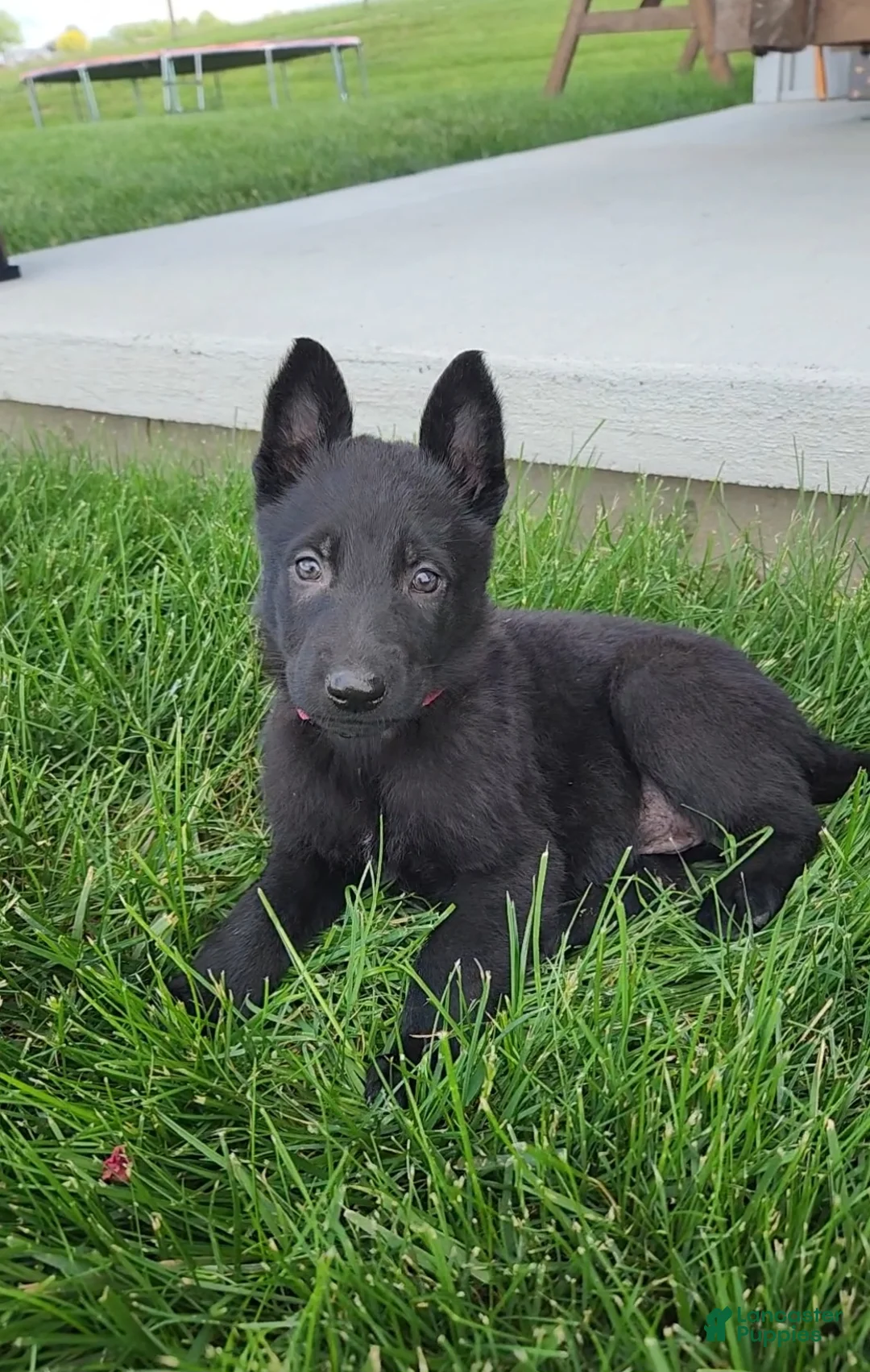 German Shepherd dogs for sale: Rose - Ad 1
