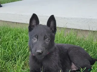 German Shepherd dogs for sale: Rose - Ad 1
