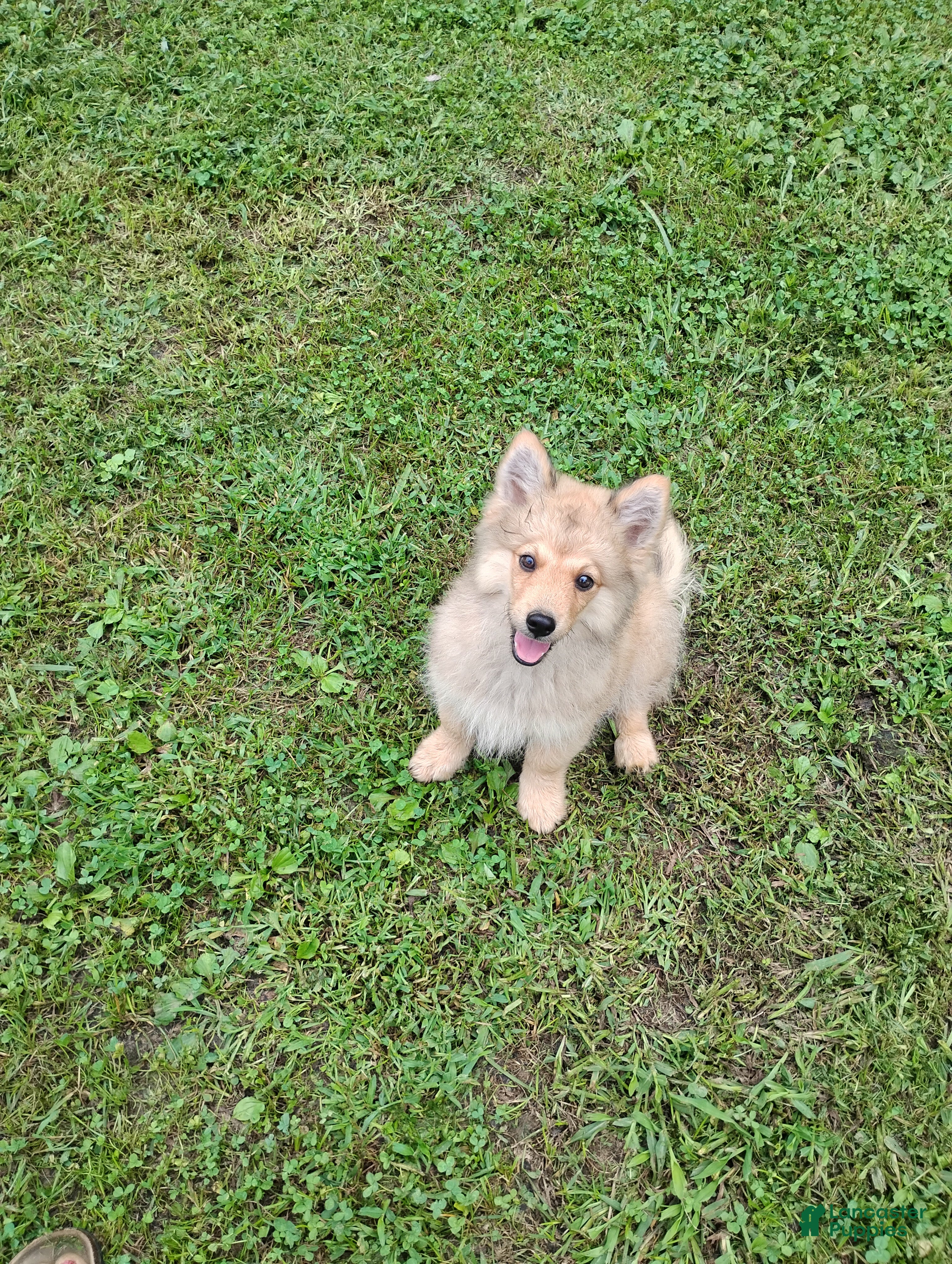 Pomsky dogs Tan Pomsky male 150$ - Ad 28