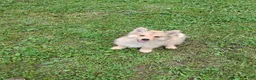 Pomsky dogs for sale: Tan Pomsky male  - Ad 1