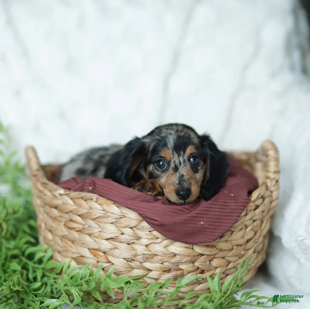 Miniature Dachshund dogs for sale: Amber 🤎 - Ad 2