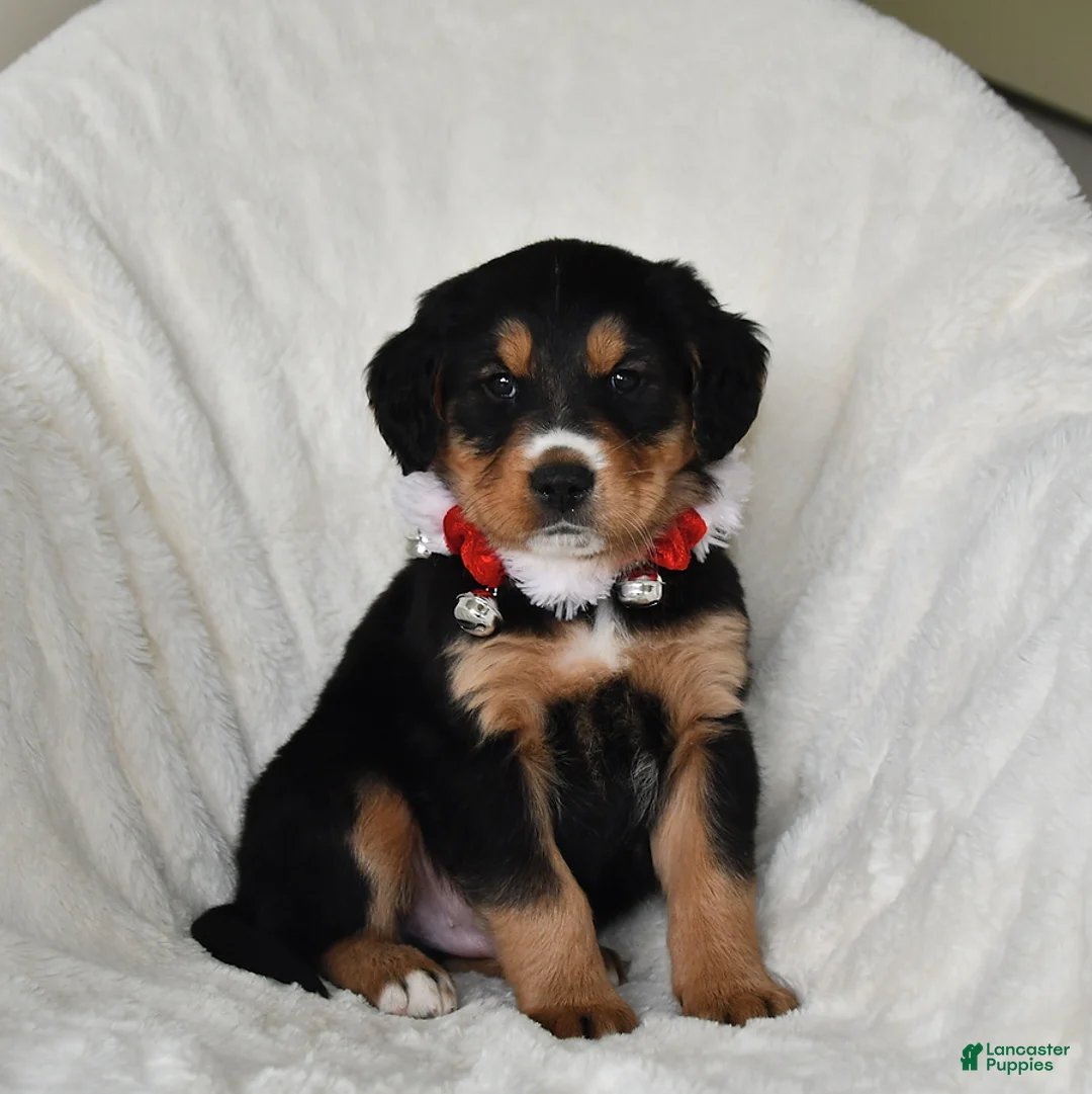 Gallery Image {{count}}