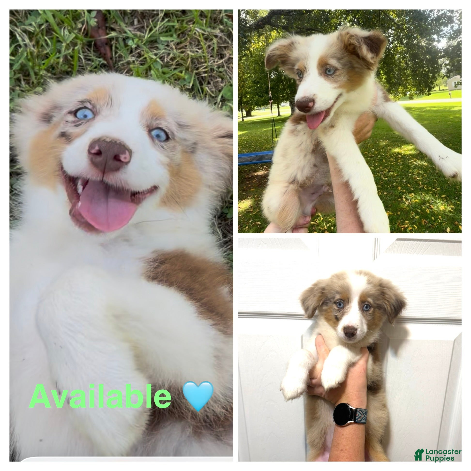 Miniature Australian Shepherd dogs Lime - Ad 40