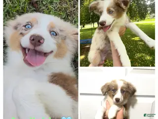 Miniature Australian Shepherd dogs Lime - Ad 40