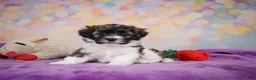 Maltipoo dogs for sale: Tucker - Ad 3