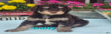 Duffy