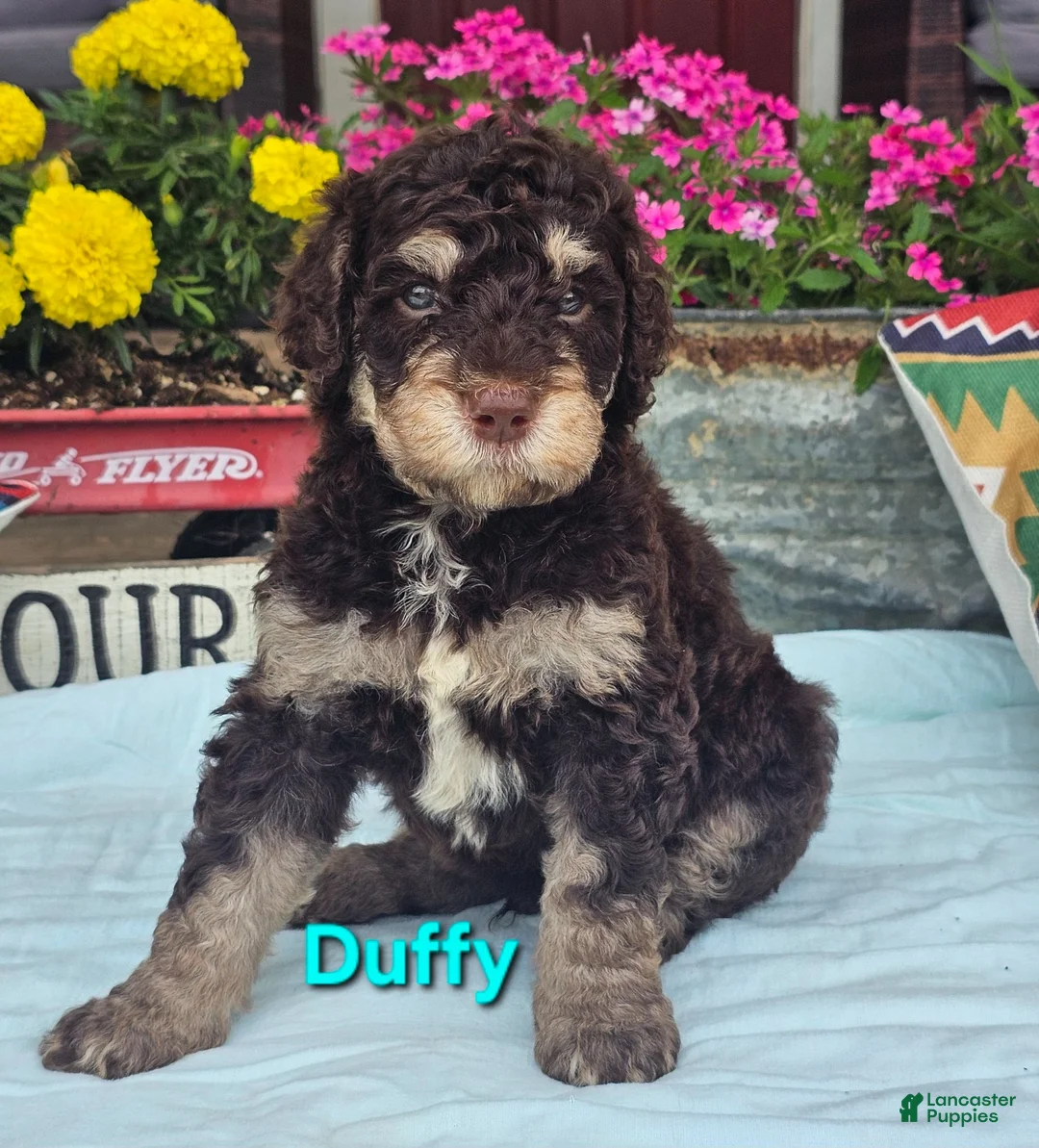 Goldendoodle dogs for sale: Duffy - Ad 1