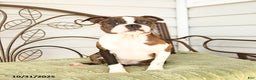 Boston Terrier dogs for sale: Dahlia - Ad 3
