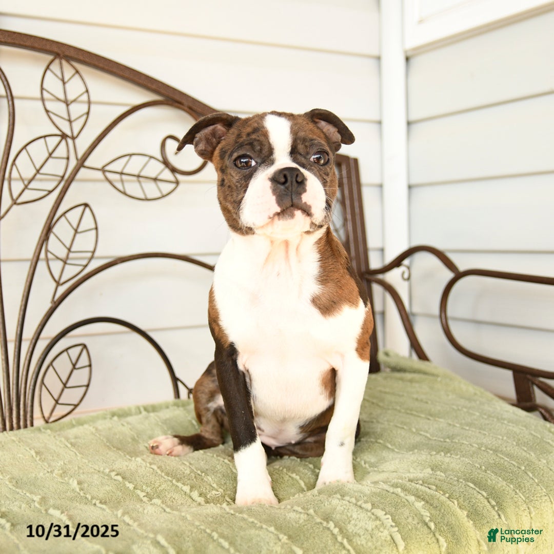 Boston Terrier dogs for sale: Dahlia - Ad 3