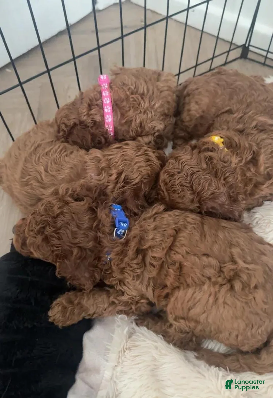 Cavapoo dogs for sale: Kenny - Ad 9