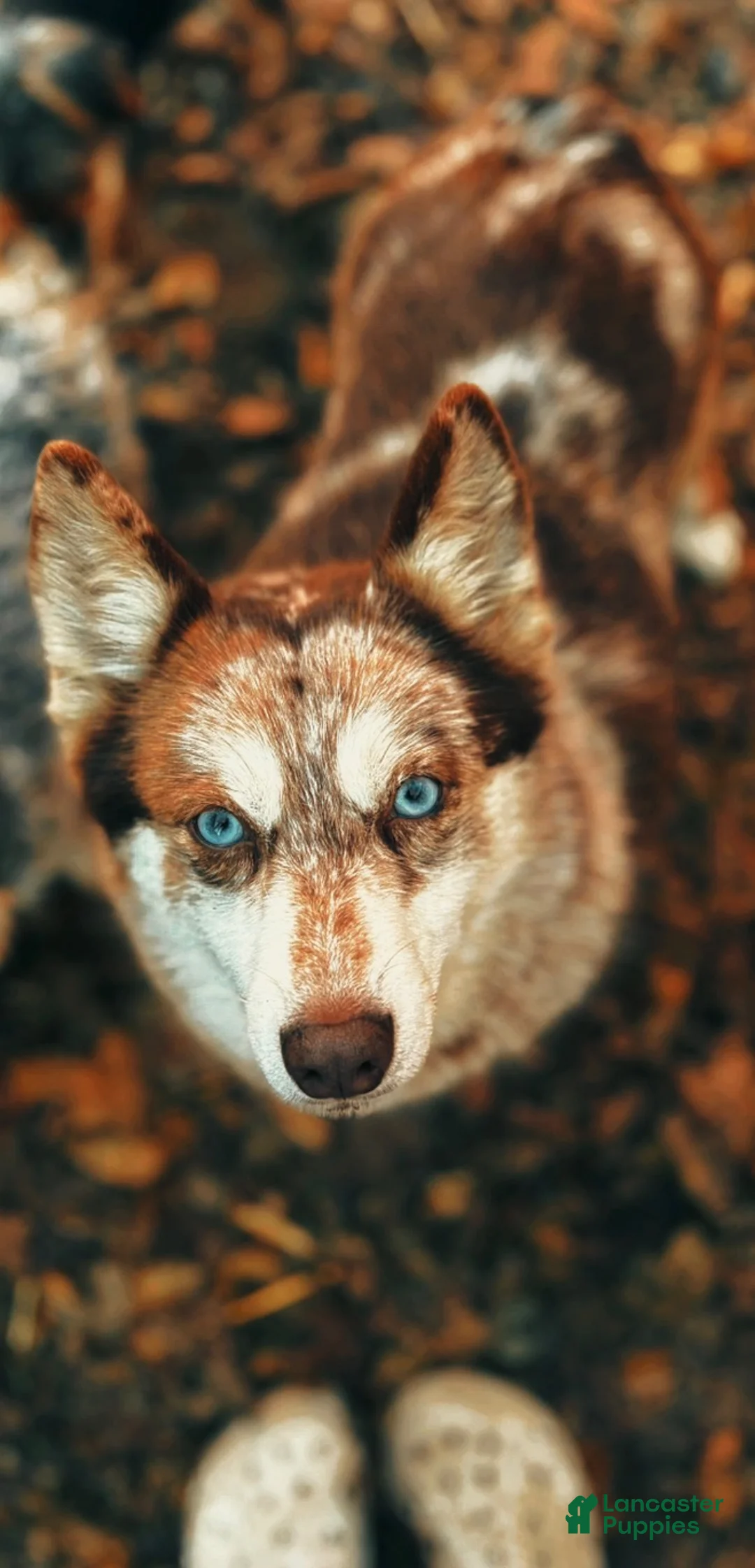 Pomsky dogs for sale: Simba Pomsky Puppy 3 - Ad 11