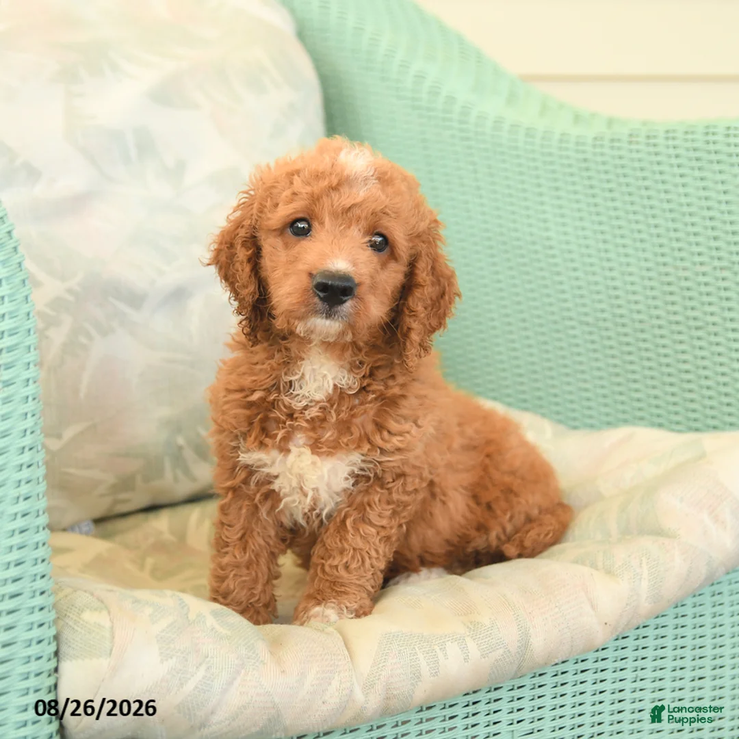 Cavapoo dogs for sale: Felix - Ad 1