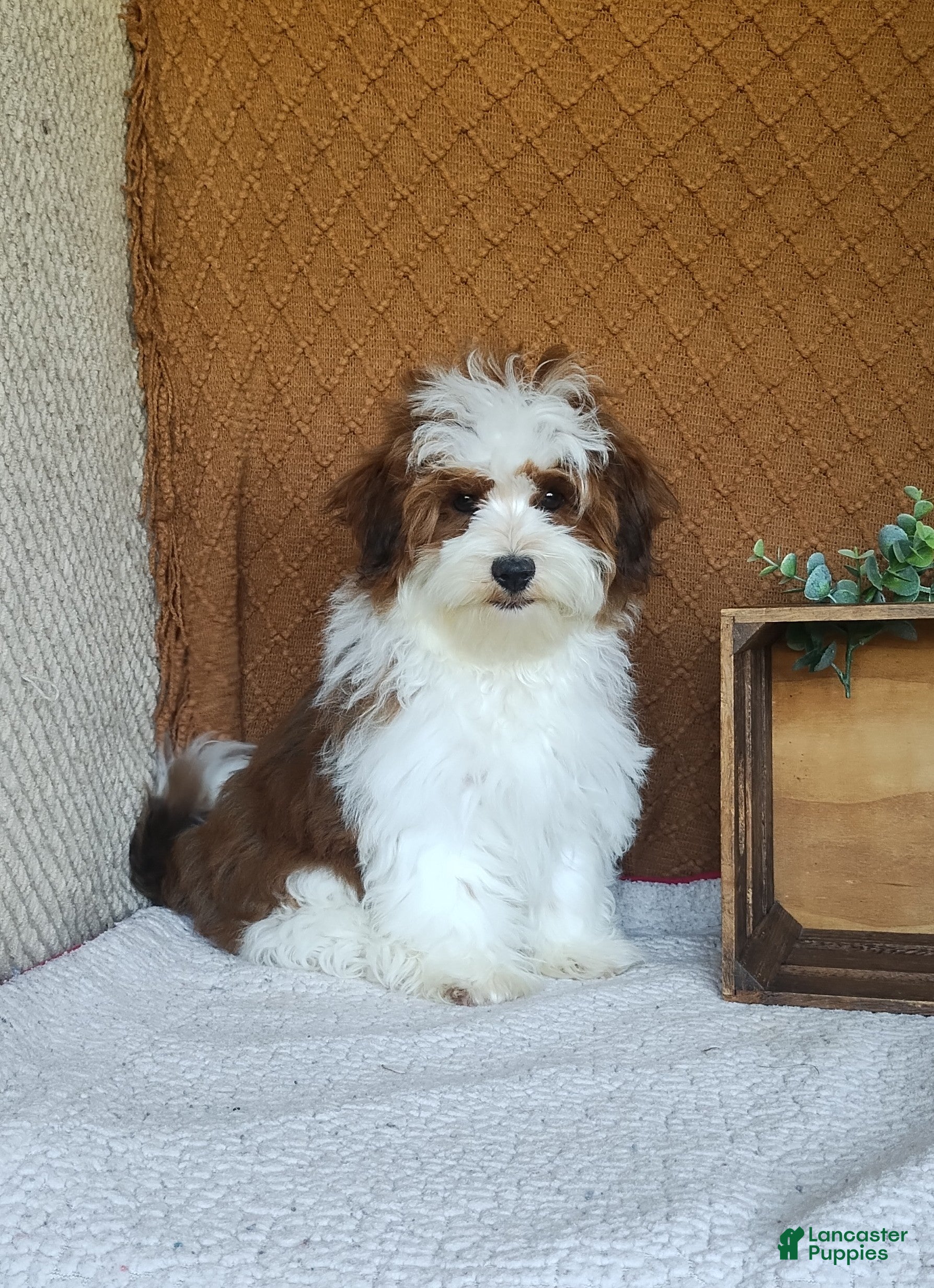 Havanese dogs for sale: Theo  - Ad 2