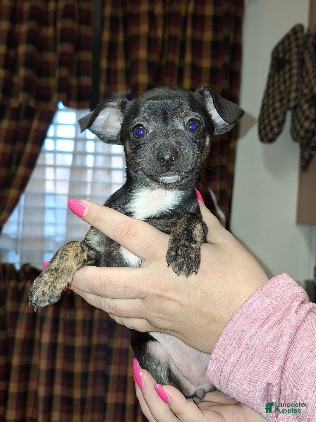 Chihuahua dogs for sale: Marley  sm toy  - Ad 1