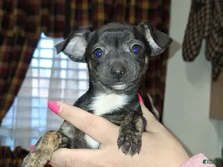 Chihuahua dogs Marley sm toy - Ad 41