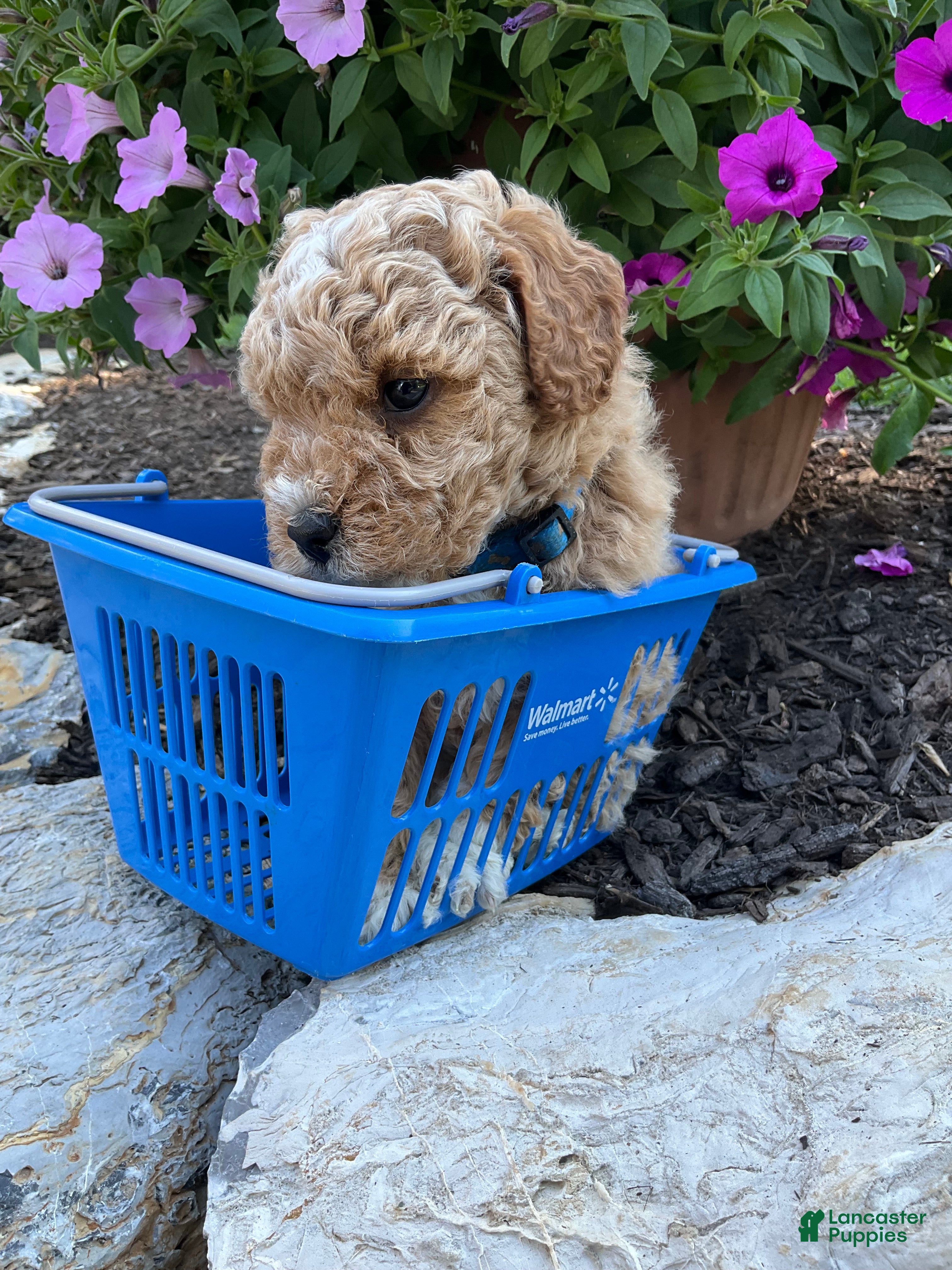 Miniature Poodle dogs Sparkles - Ad 2