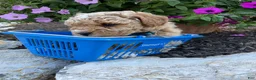 Miniature Poodle dogs for sale: Sparkles - Ad 2