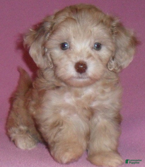 Shihpoo dogs Winnie - Ad 2