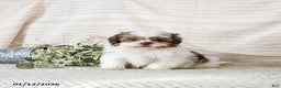 Shih Tzu dogs for sale: Bruno - Ad 3