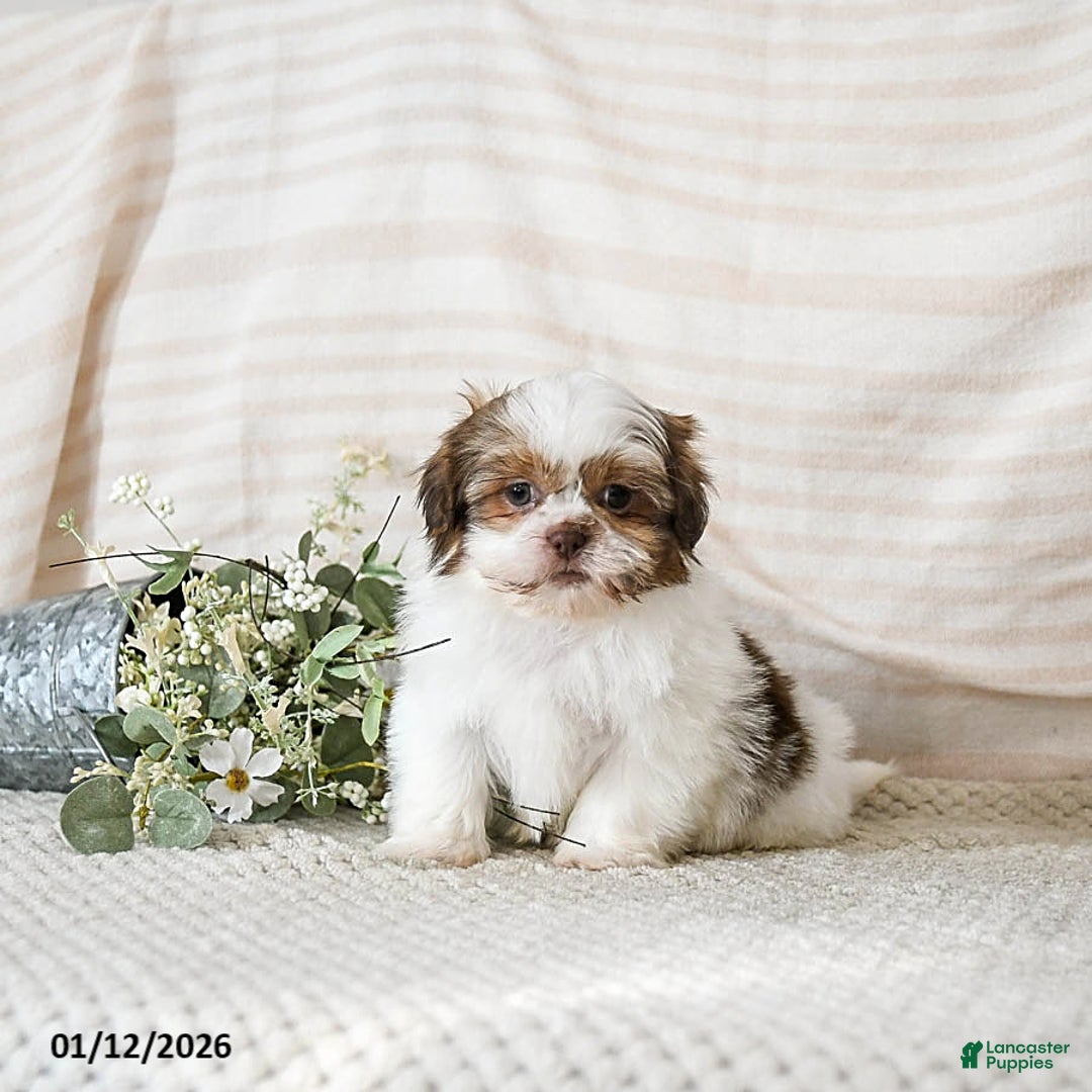 Shih Tzu dogs for sale: Bruno - Ad 3