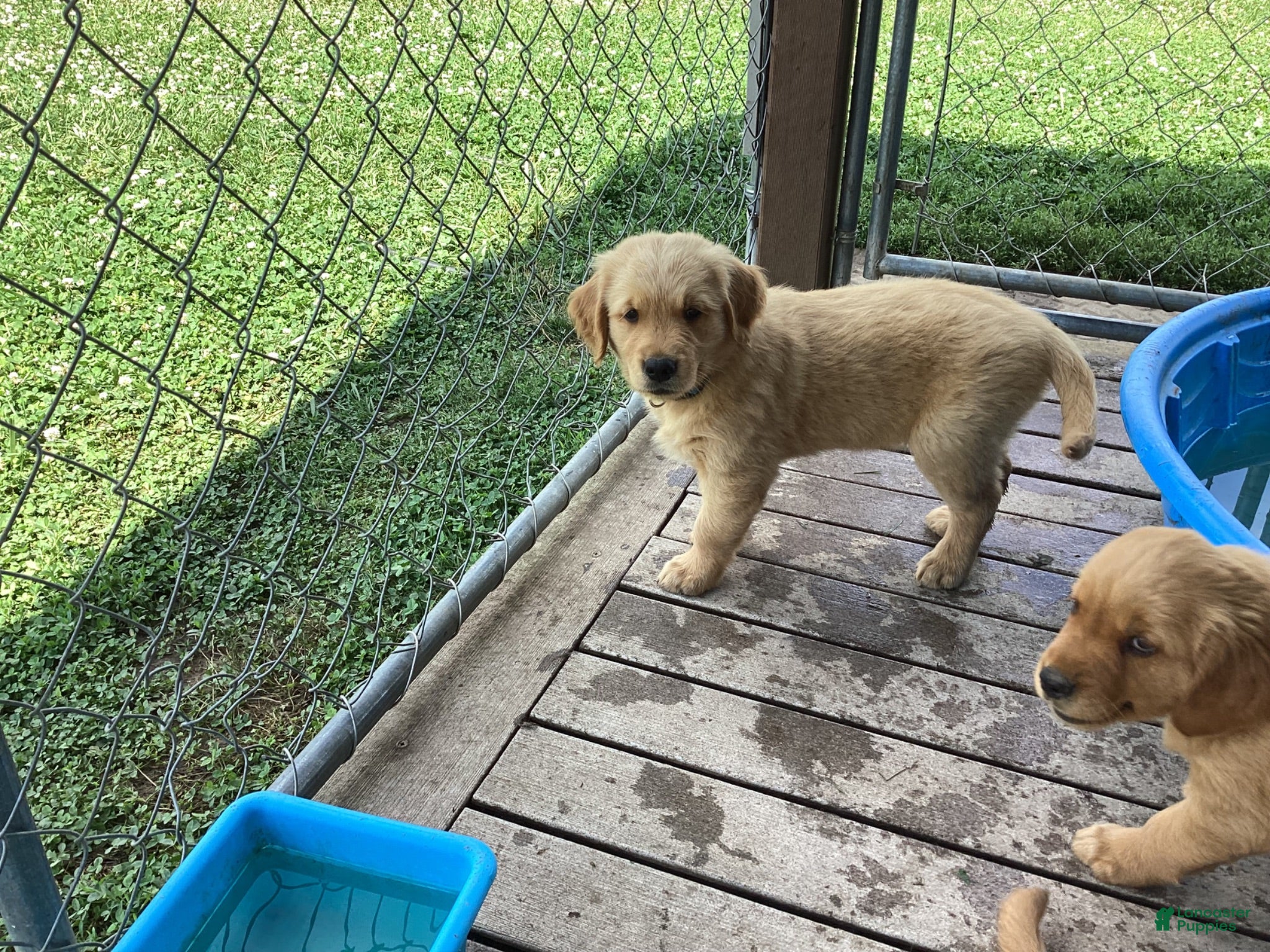 Golden Retriever dogs Peanut  - Ad 1