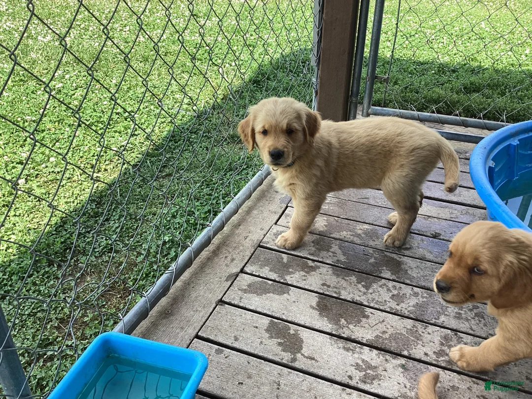 Golden Retriever dogs for sale: Peanut  - Ad 1