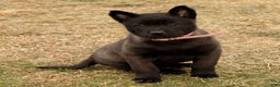 Belgian Malinois dogs for sale: Alyssa  - Ad 4
