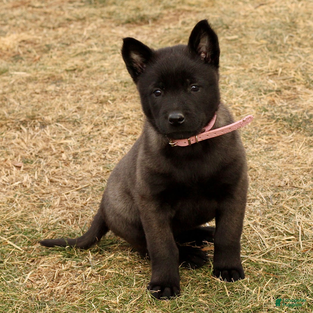 Belgian Malinois dogs for sale: Alyssa  - Ad 4