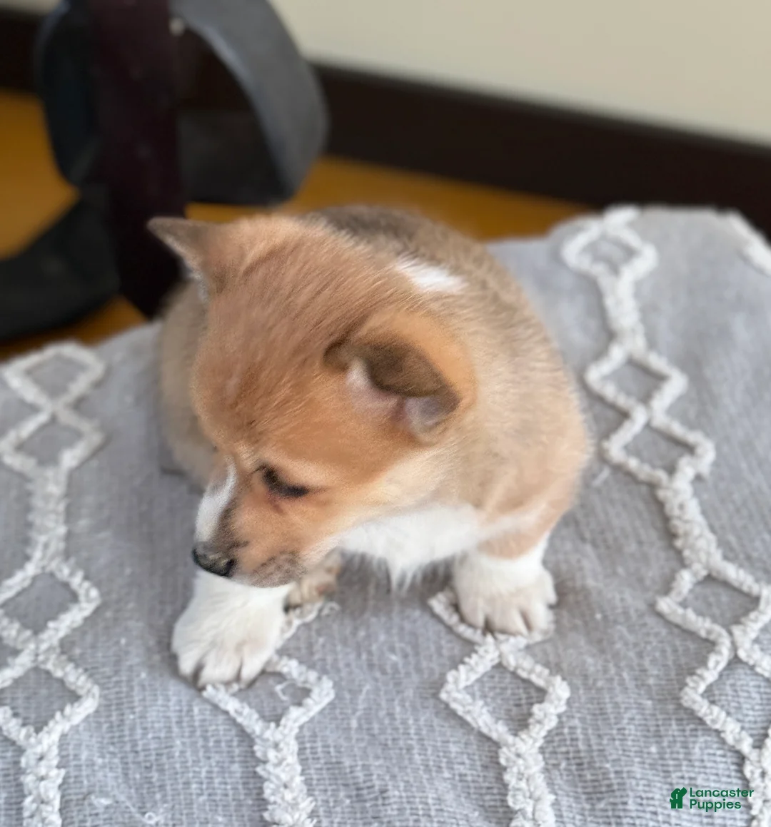 Welsh Corgi Pembroke dogs for sale: Fern - Ad 9