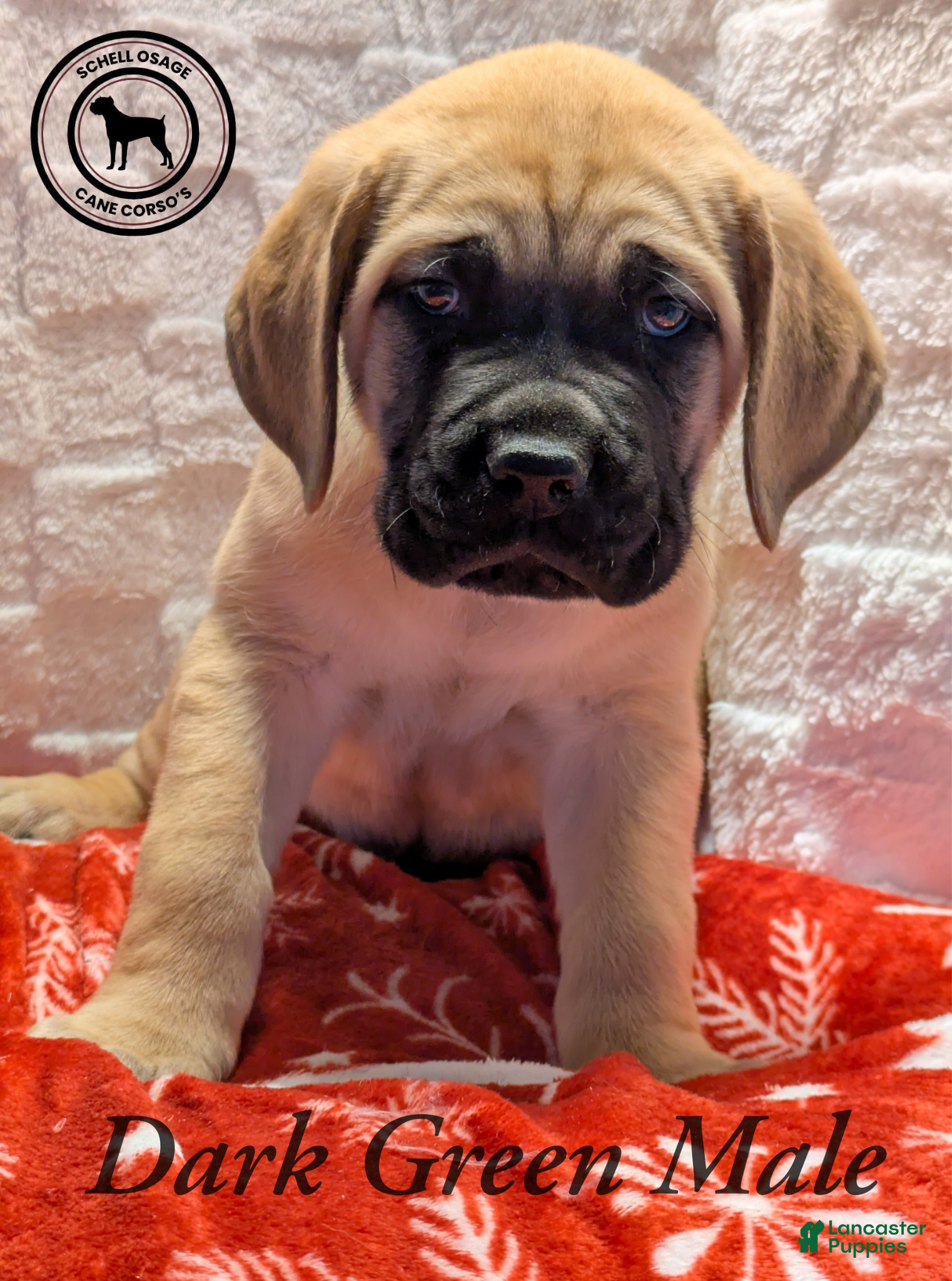 Cane Corso dogs Dark Green - Ad 7