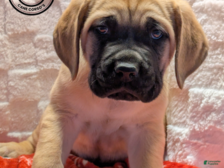 Cane Corso dogs Dark Green - Ad 7