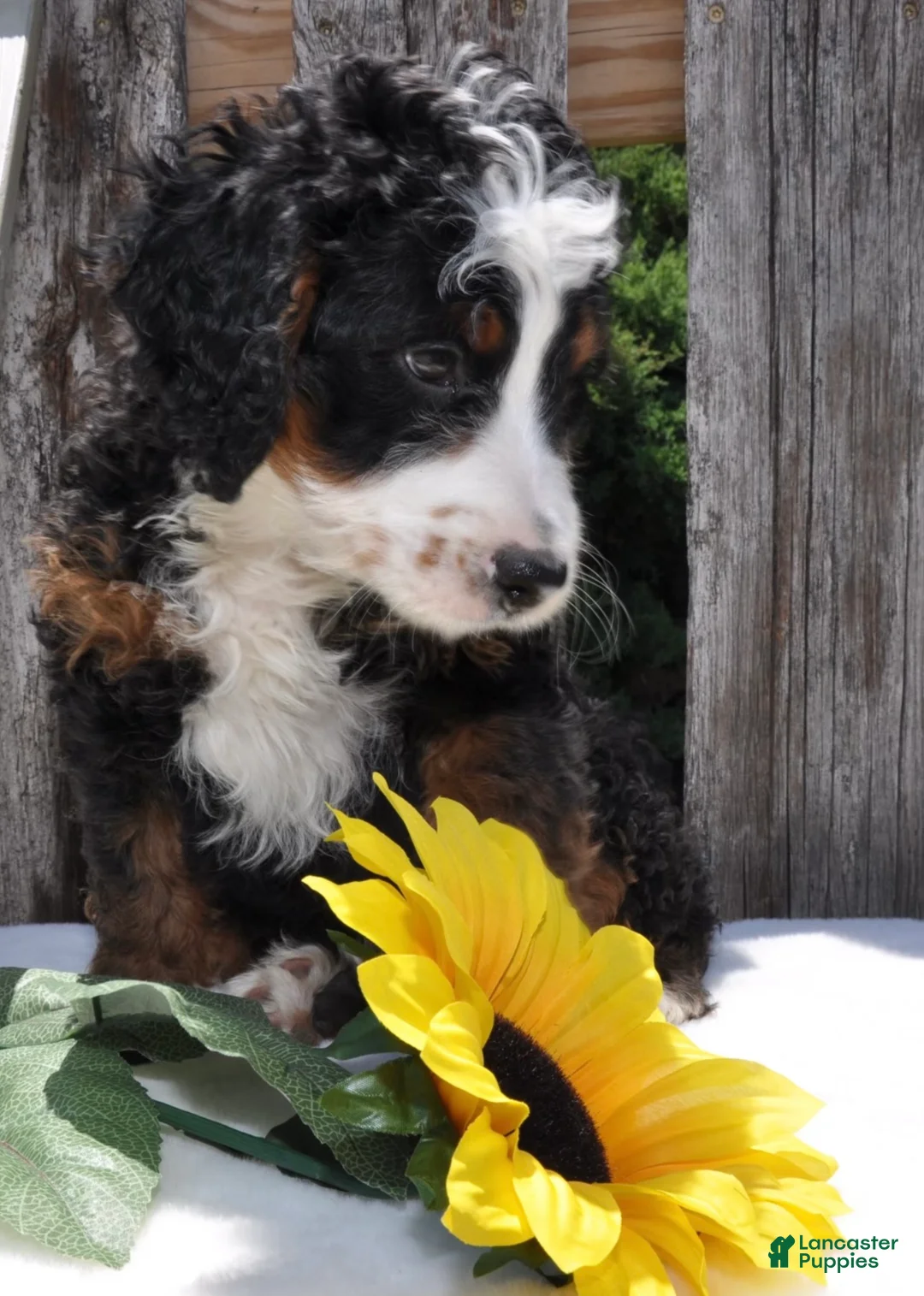 Mini Bernedoodle dogs for sale: Mr. Bailey - Ad 1