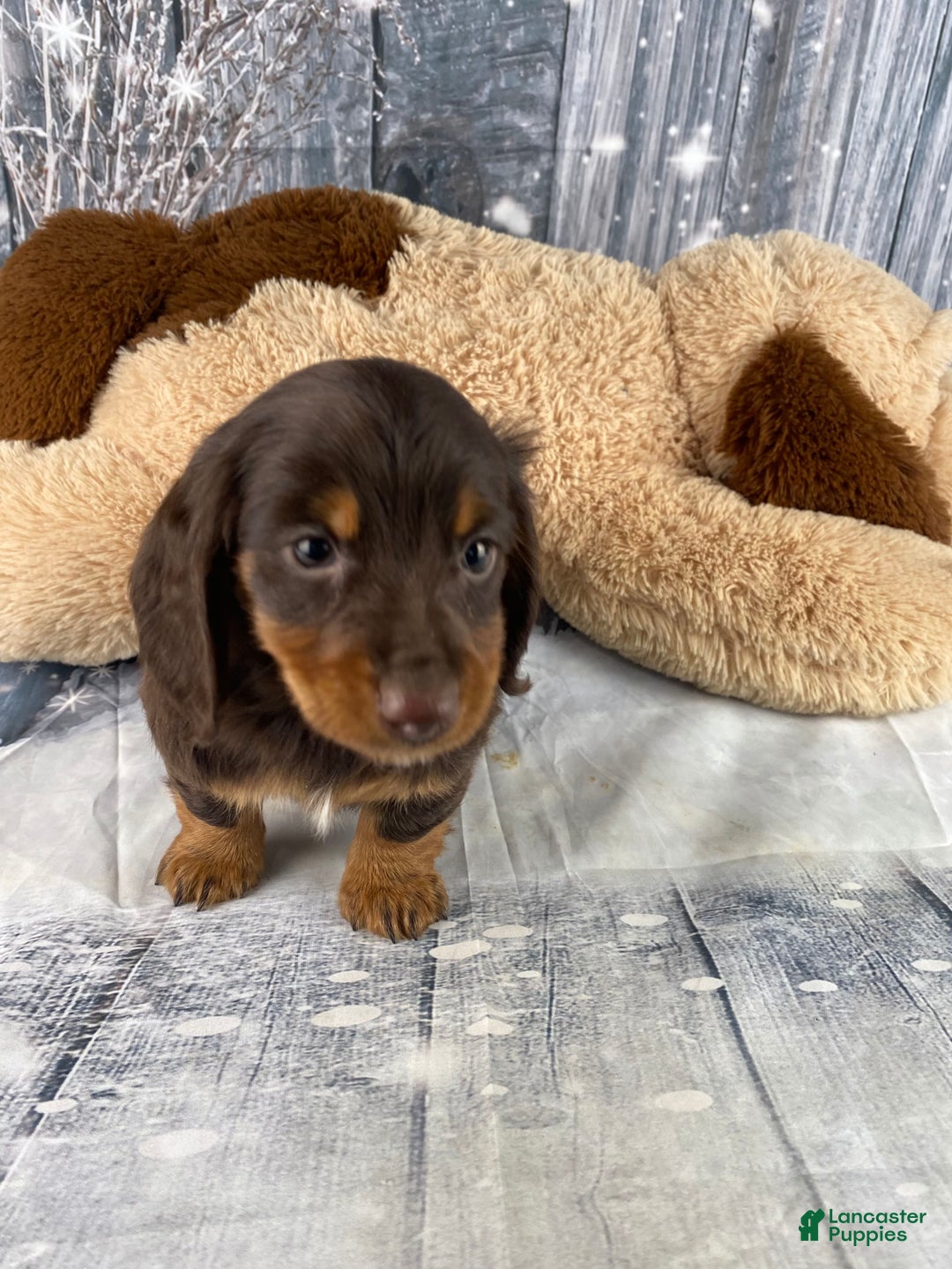 Miniature Dachshund dogs for sale: Lilly - Ad 2
