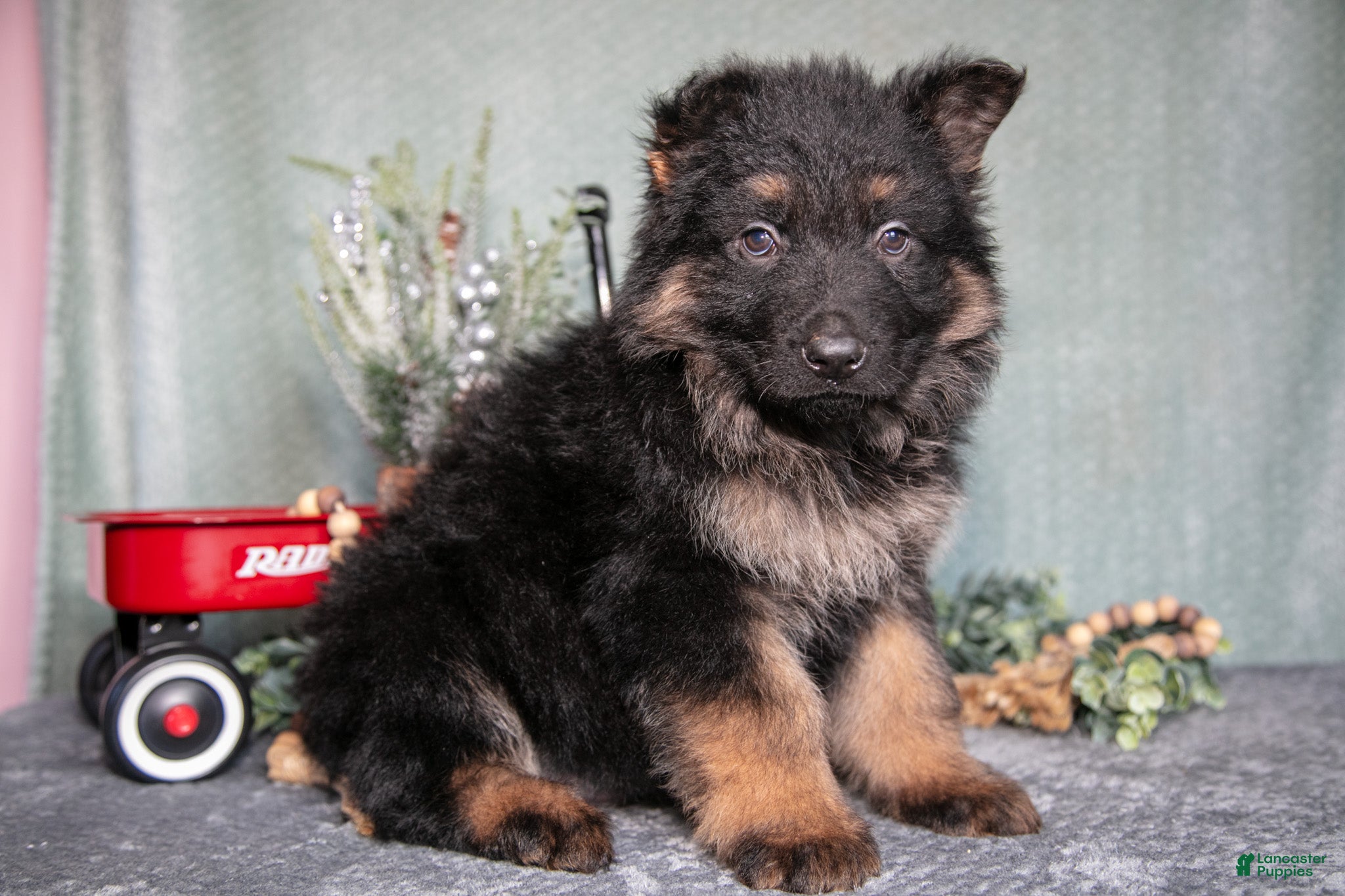 German Shepherd dogs Liam - Ad 31