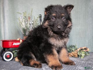 German Shepherd dogs Liam - Ad 38