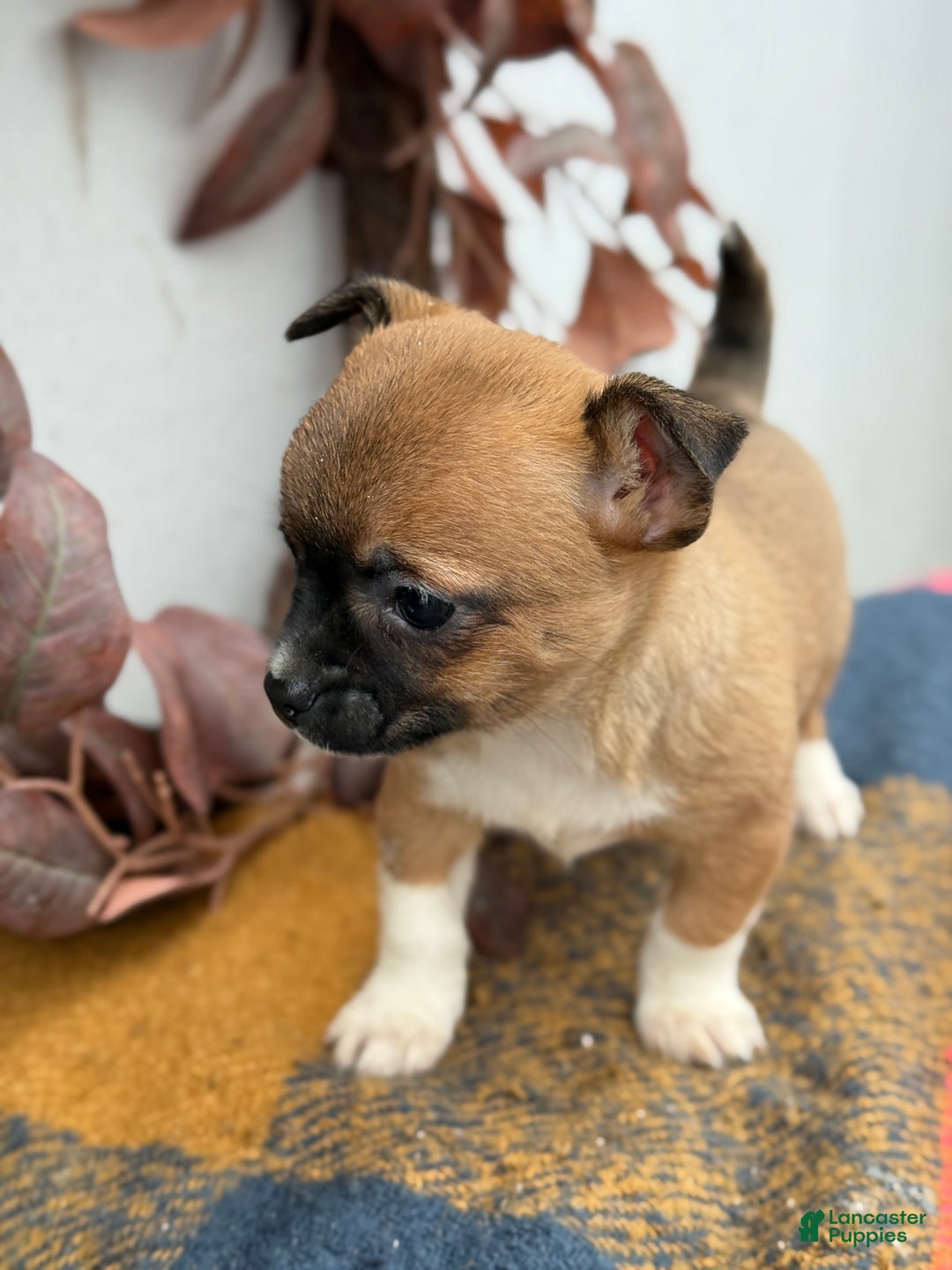 Chihuahua dogs for sale: Bandit - Ad 10