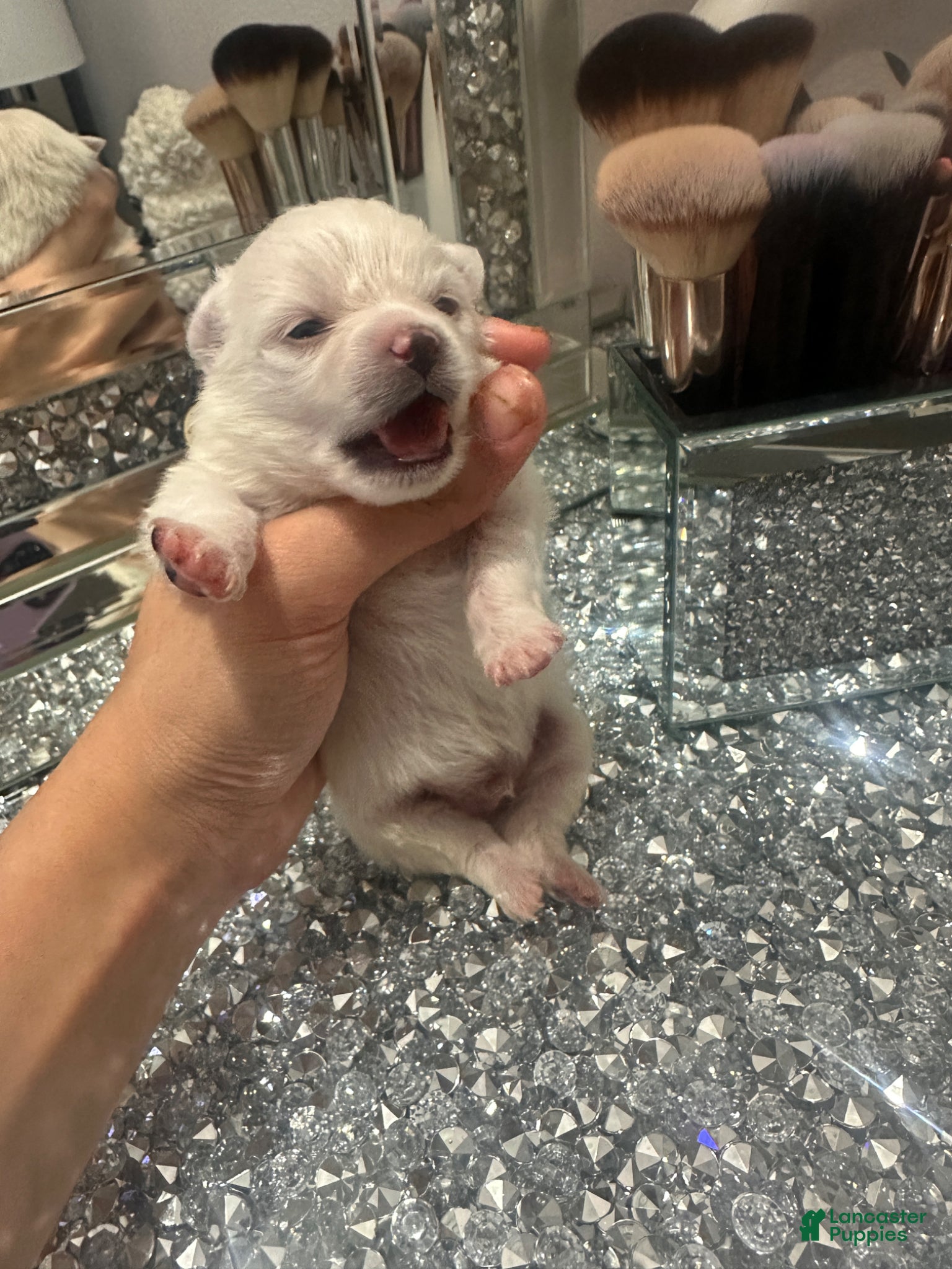 Pomeranian dogs Pomeranian Puppy 1 - Ad 6