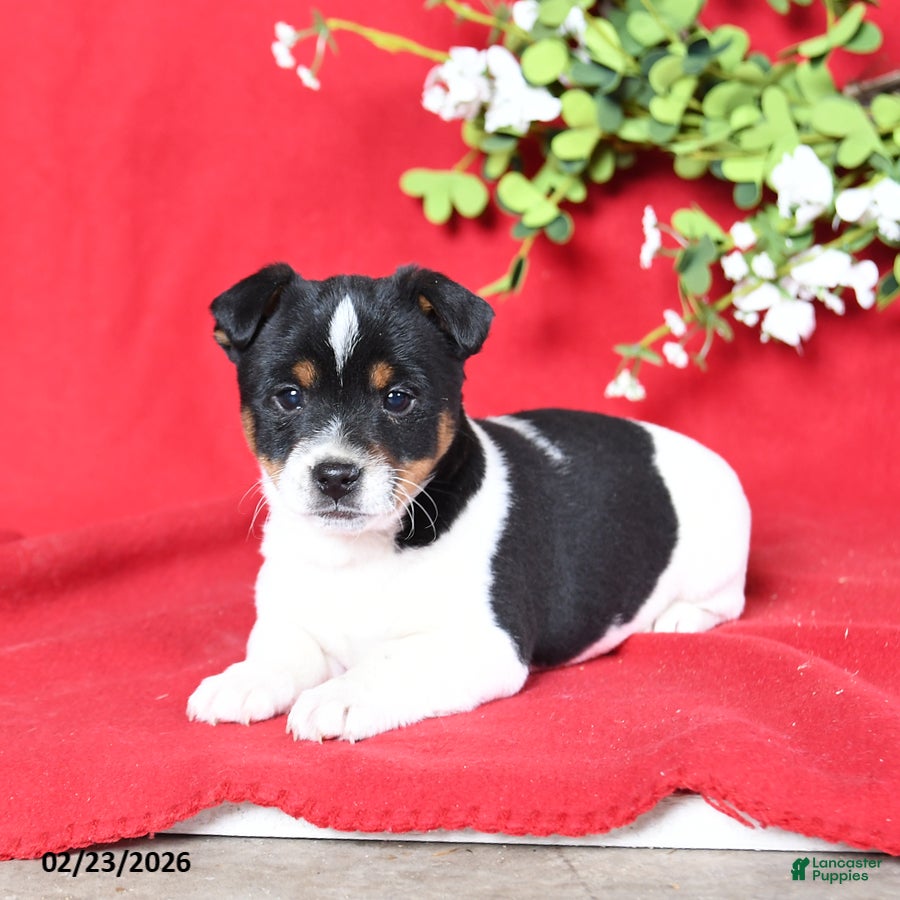 Jack Russell Terrier dogs Jack  - Ad 1