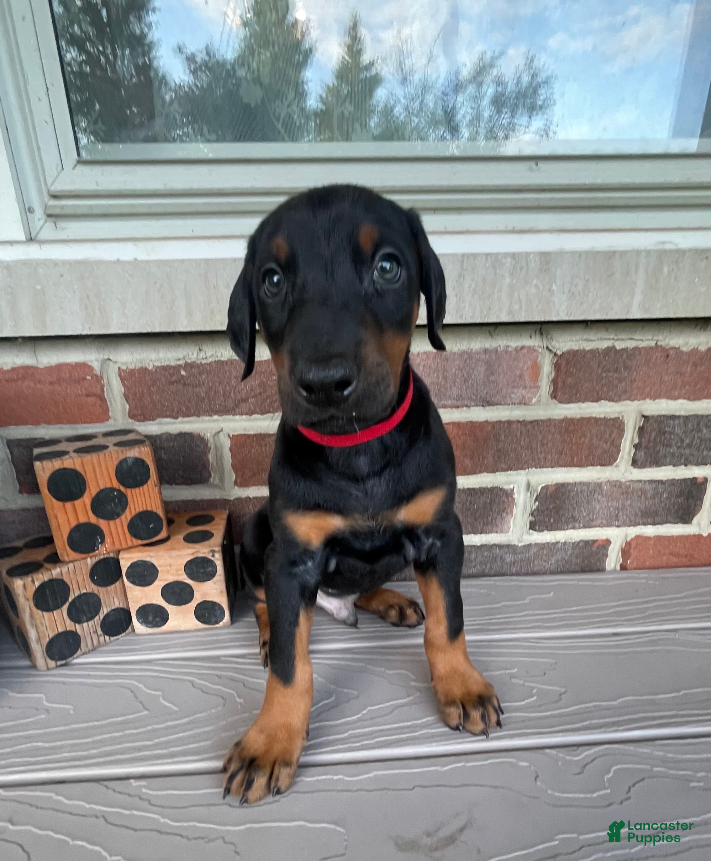 Doberman Pinscher dogs Havoc - Ad 2