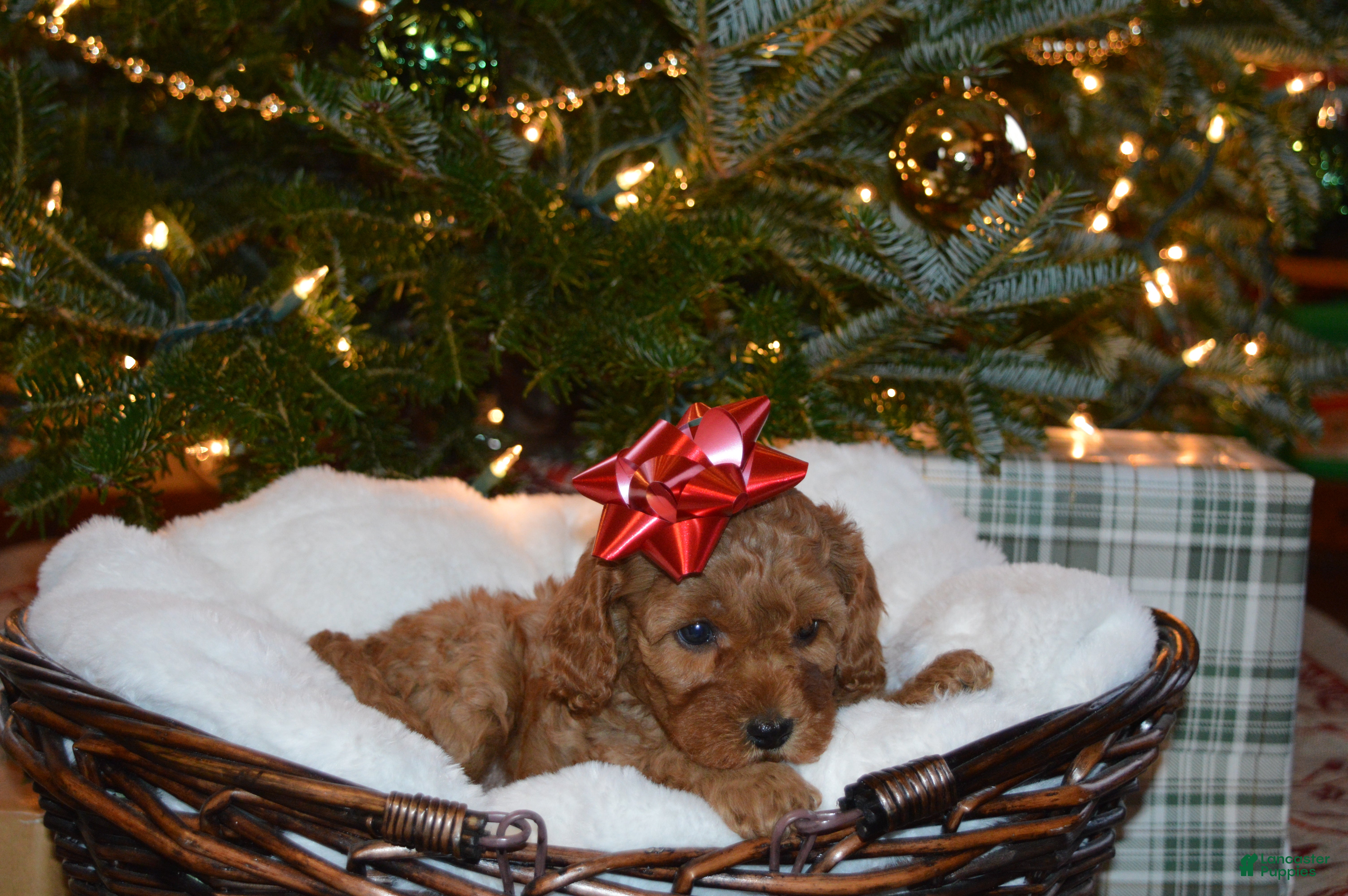 Cavapoo dogs Joy - Ad 32