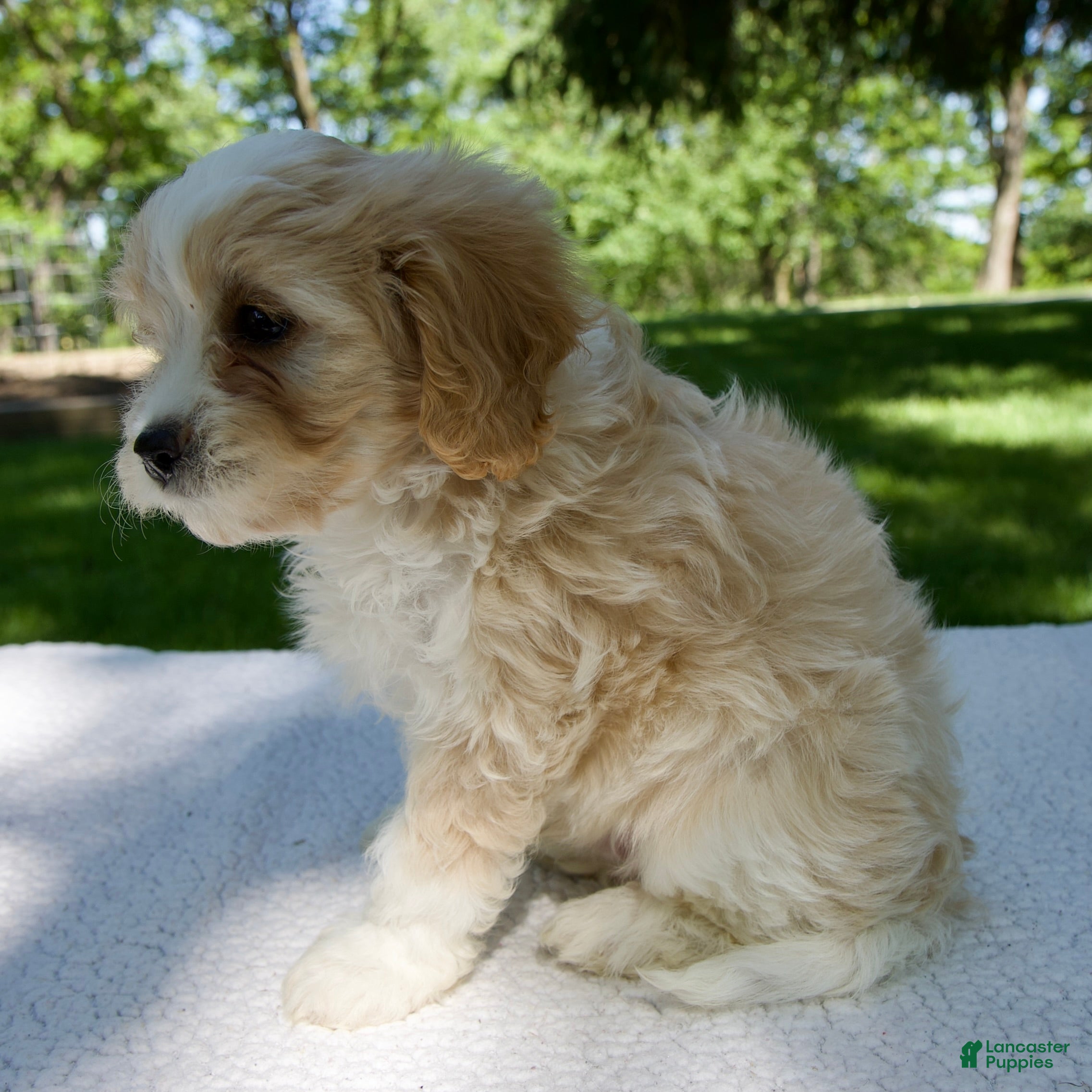 Cavapoo dogs for sale: Eliot - Ad 5