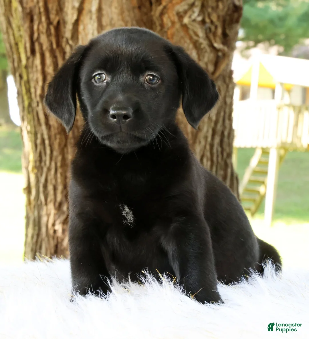 Labrador Retriever dogs for sale: Autumn - Ad 1